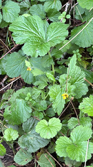 Geum urbanum, photograph author not stated, no rights reserved