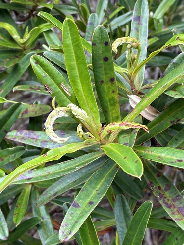 Hibbertia lucens observed 2026-09-26