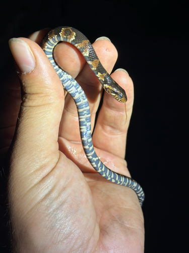 Banded Watersnake