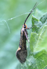 Esperia sulphurella