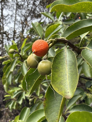 Fagraea berteroana observed 2026-09-26