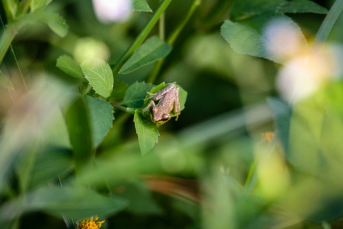 Cuban Tree Frog