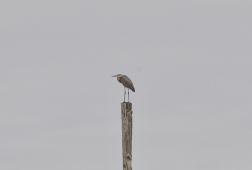Great Blue Heron