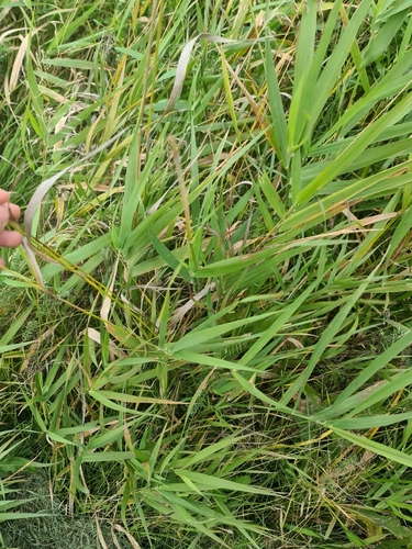 Bromus inermis, photograph 2