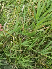 Bromus inermis, photograph (c) Johnathan Campbell, some rights reserved (CC BY)