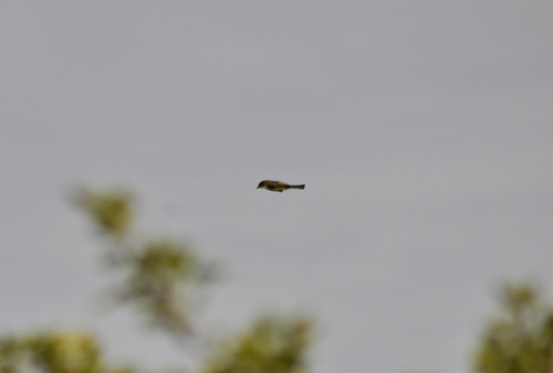 Eastern Phoebe