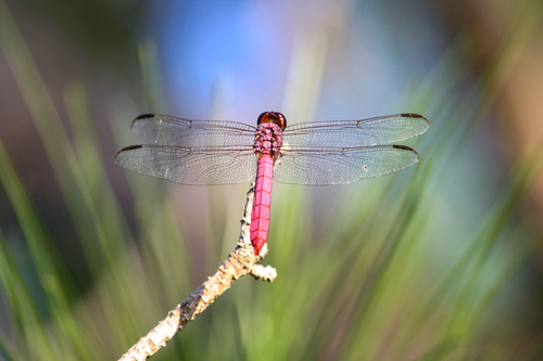 Roseate Skimmer