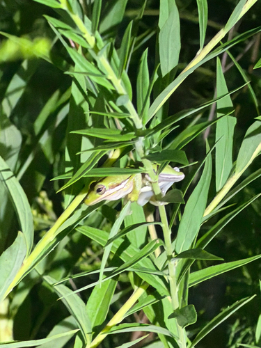 Green Treefrog