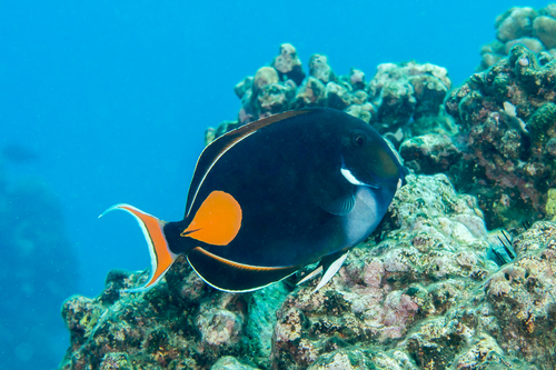 Photo of Achilles Surgeonfish (Acanthurus achilles)