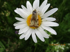 Cryptocala chardinyi