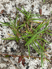 Eremochloa ophiuroides, photograph author not stated, no rights reserved