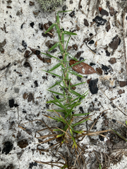 Eremochloa ophiuroides