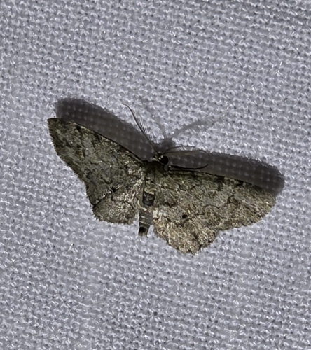 Texas Gray