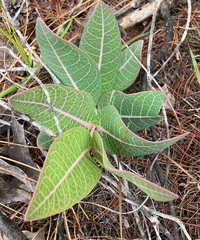 Asclepias humistrata