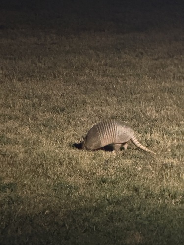 Mexican Long-nosed Armadillo