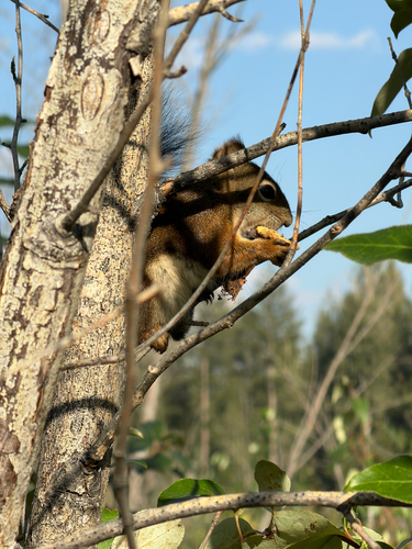 American Red Squirrel