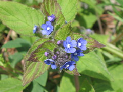 Green Alkanet (Pentaglottis)