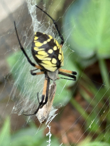 Yellow Garden Spider