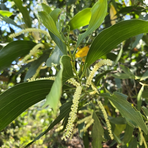 Big-leaved Acacia
