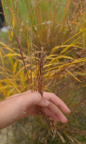Schizachyrium scoparium