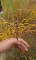 Schizachyrium scoparium