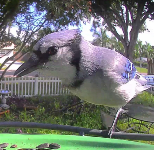 Blue Jay