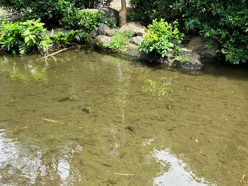 Lithobates catesbeianus observed 2026-09-25