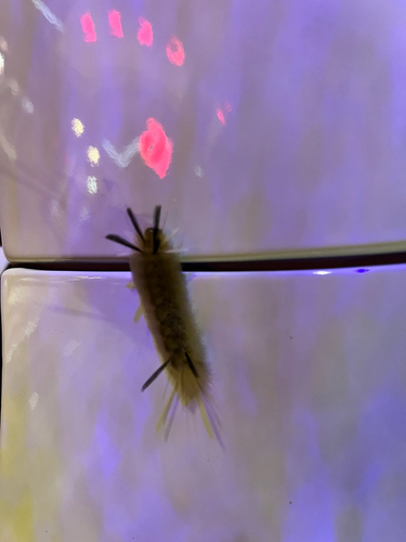 Banded Tussock Moth
