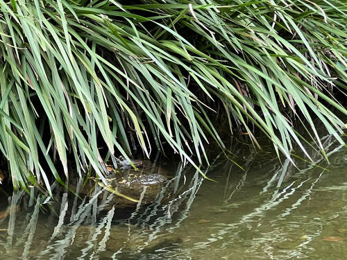 Lithobates catesbeianus observed 2026-09-25