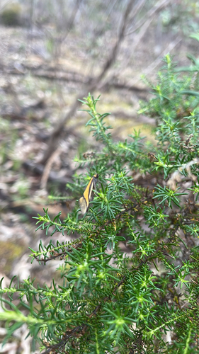 Philobota arabella