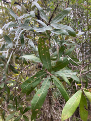 Quercus incana, photograph author not stated, no rights reserved