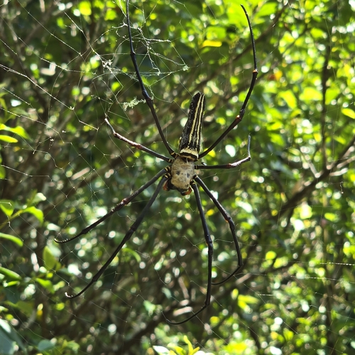 Giant Golden Orbweaver