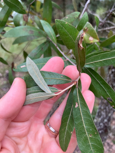 Quercus incana