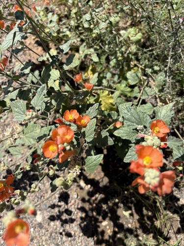 Sphaeralcea parvifolia, photograph 1