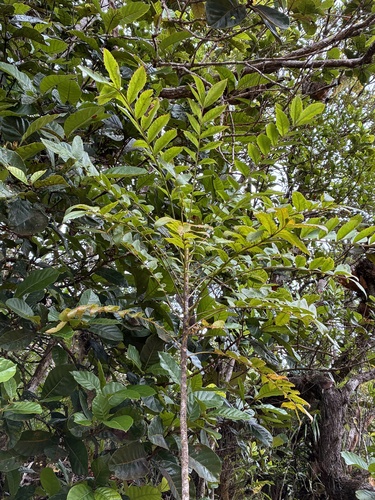 Myodocarpus fraxinifolius observed 2026-09-26