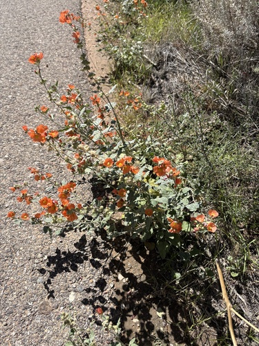 Sphaeralcea parvifolia, photograph 2