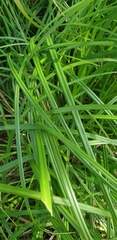 Carex hirta