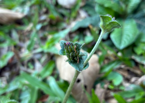 Elephantopus scaber observed 2026-09-25