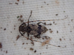 Leiopus femoratus