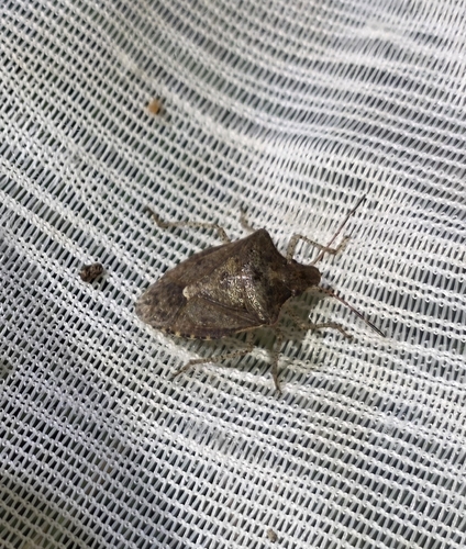 Dusky Stink Bug