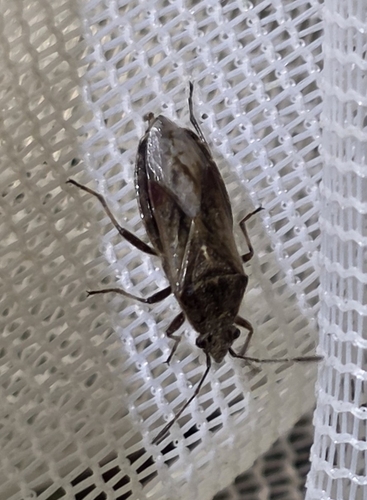 Neortholomus scolopax