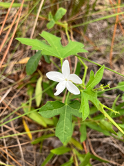Cnidoscolus stimulosus