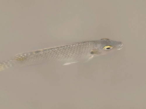 Redbelly Tilapia