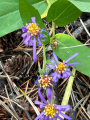 Eurybia conspicua