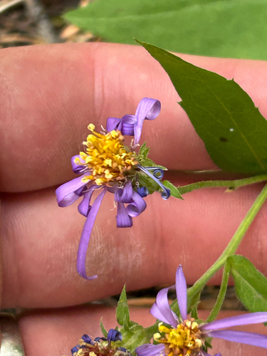 Eurybia conspicua, photograph 3