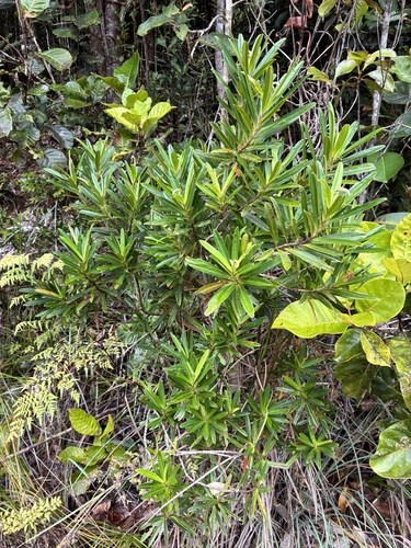 Hibbertia lucens observed 2026-09-26