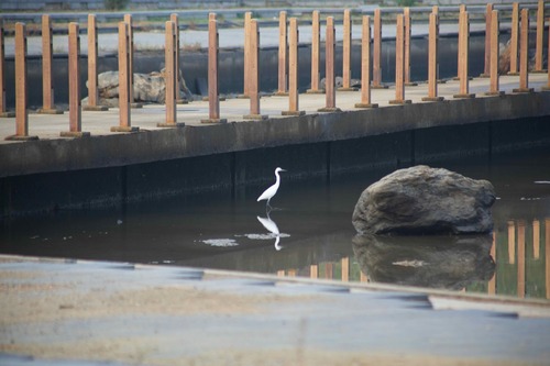 Little Egret