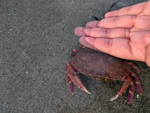 Graceful Rock Crab