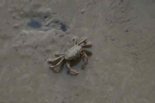 Macrophthalmus banzai