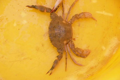 Asian Paddle Crab